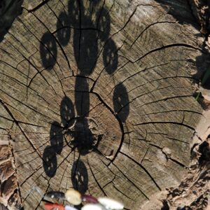 Nature Art - Shadow II.- 2013.